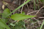 Eastern purple coneflower